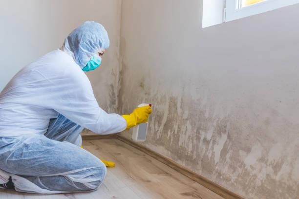 Licensed Mold Removal service in Bethel, MN - WQB Mold Removal